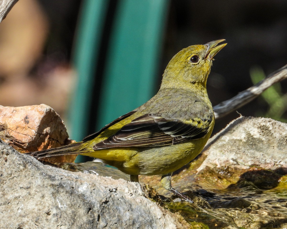Western Tanager - ML619428720