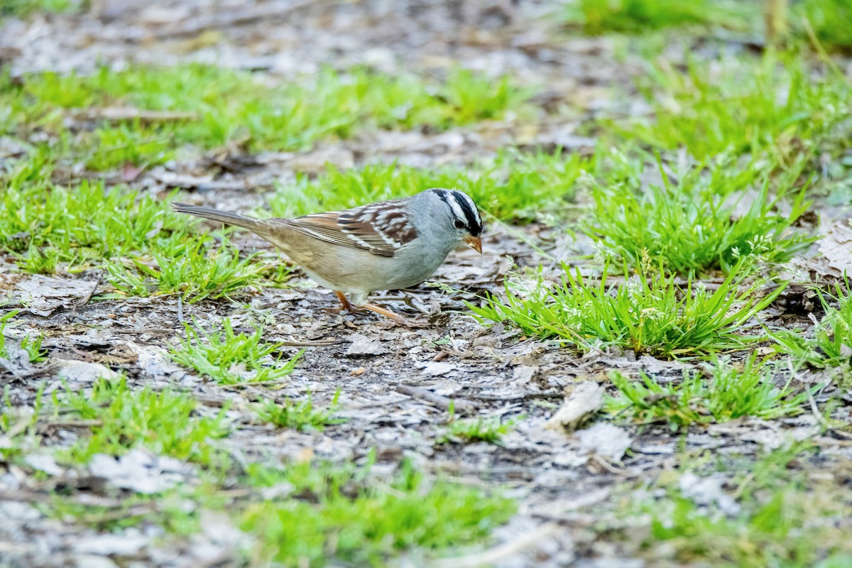 White-crowned Sparrow - ML619428737