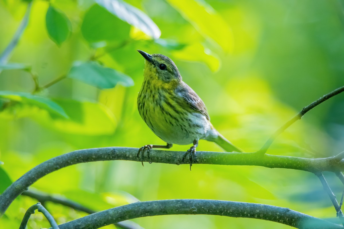 Cape May Warbler - ML619428755