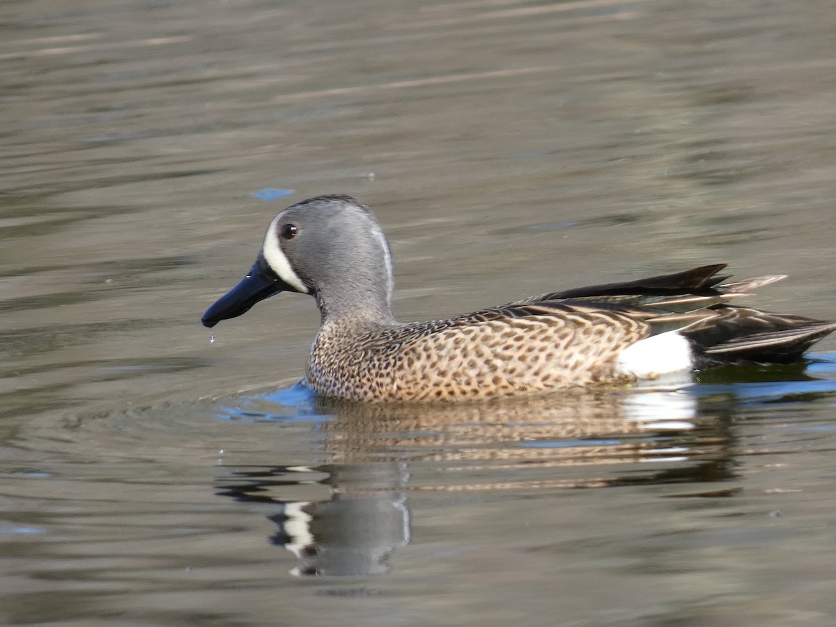 Blue-winged Teal - ML619428777