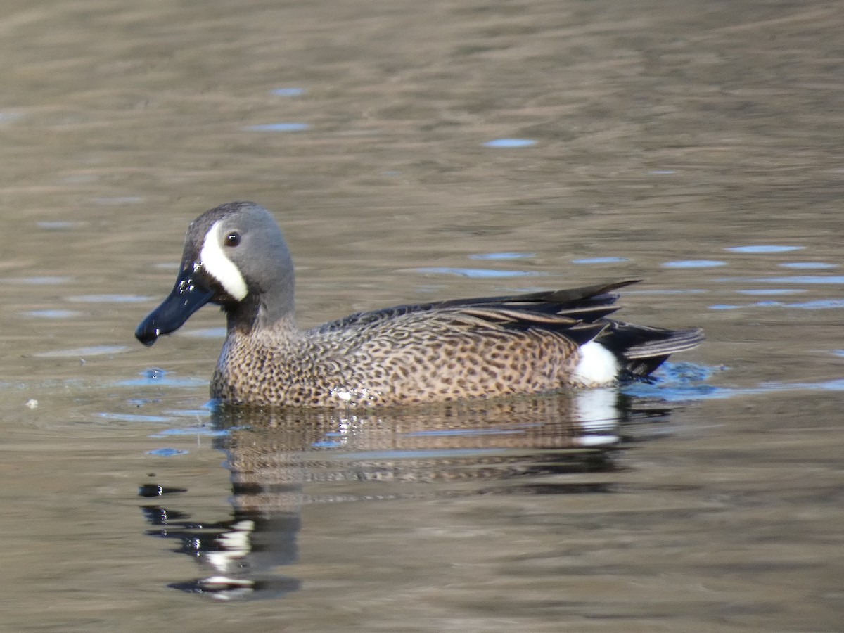 Blue-winged Teal - ML619428801