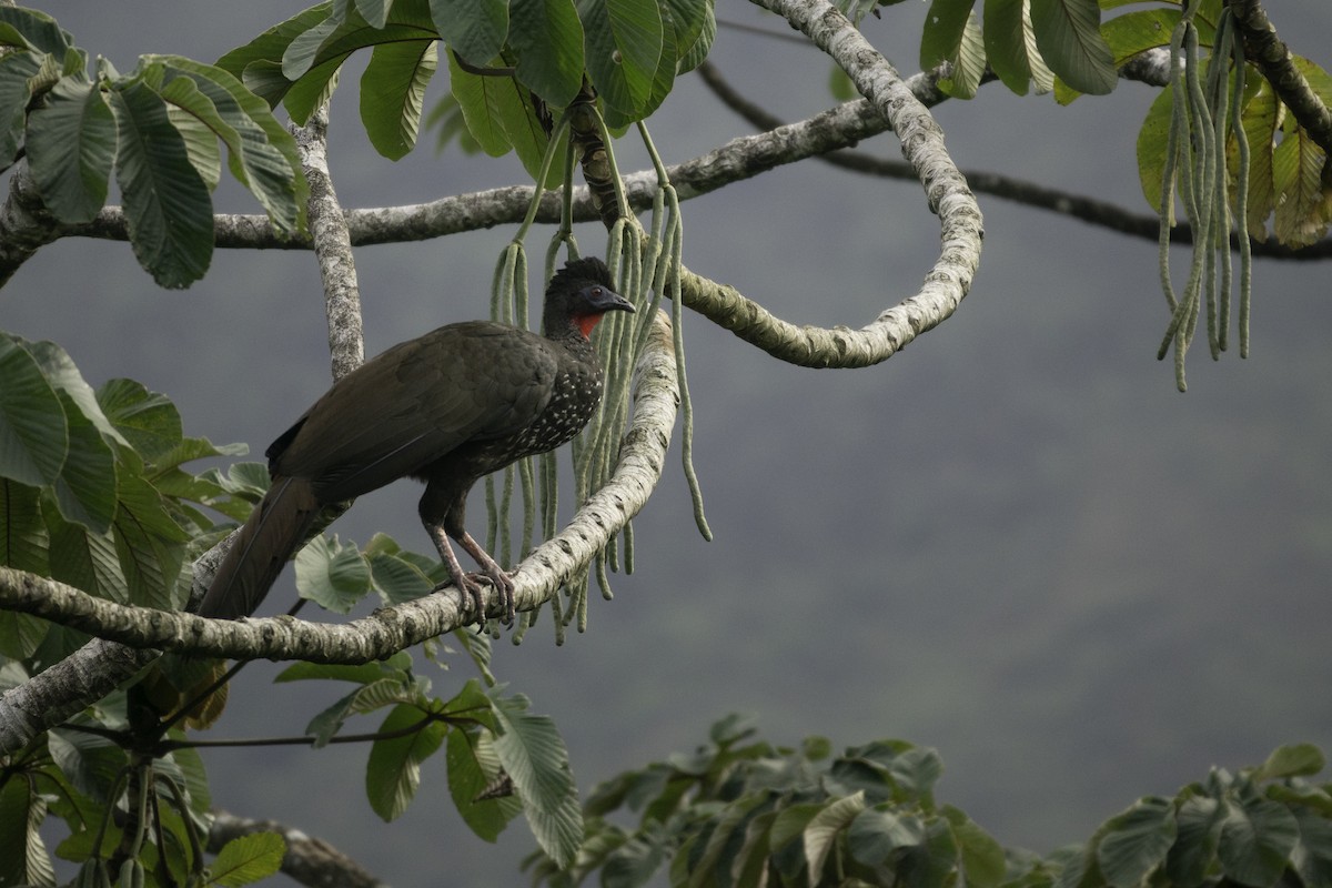 Crested Guan - ML619428816