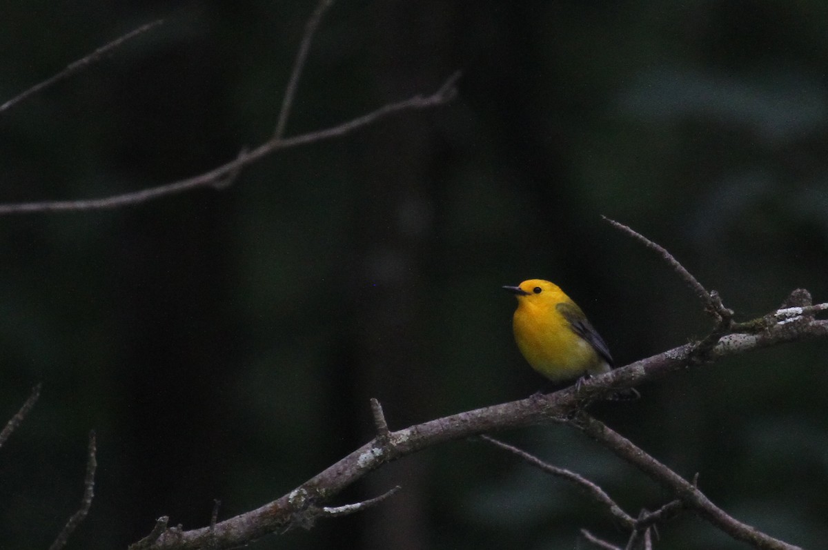 Prothonotary Warbler - ML619428820