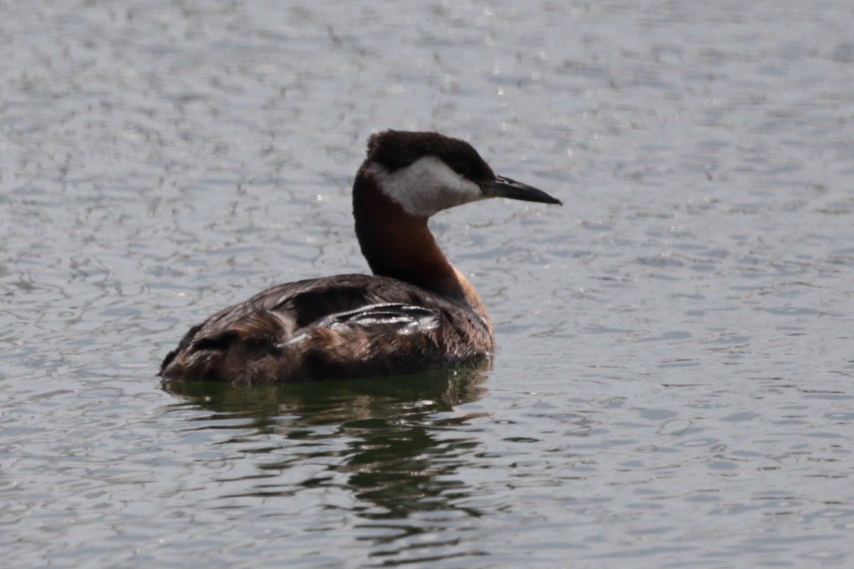 Red-necked Grebe - ML619428831