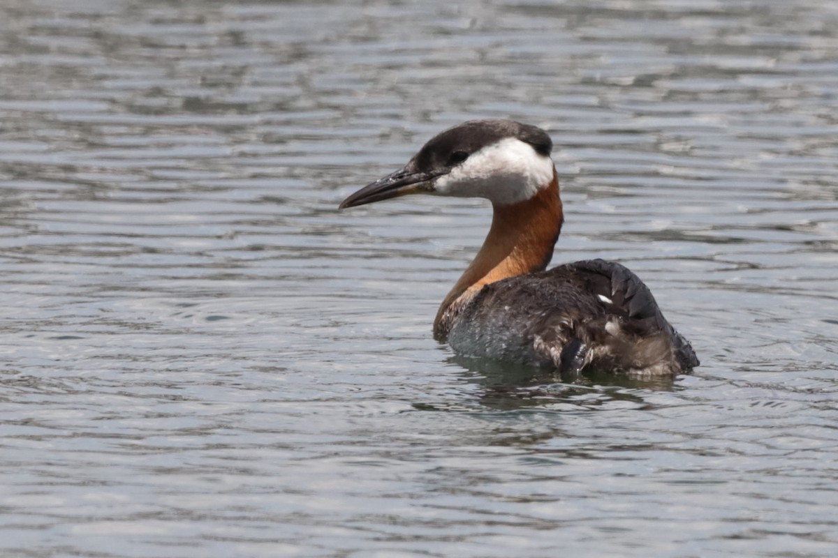 Red-necked Grebe - ML619428832