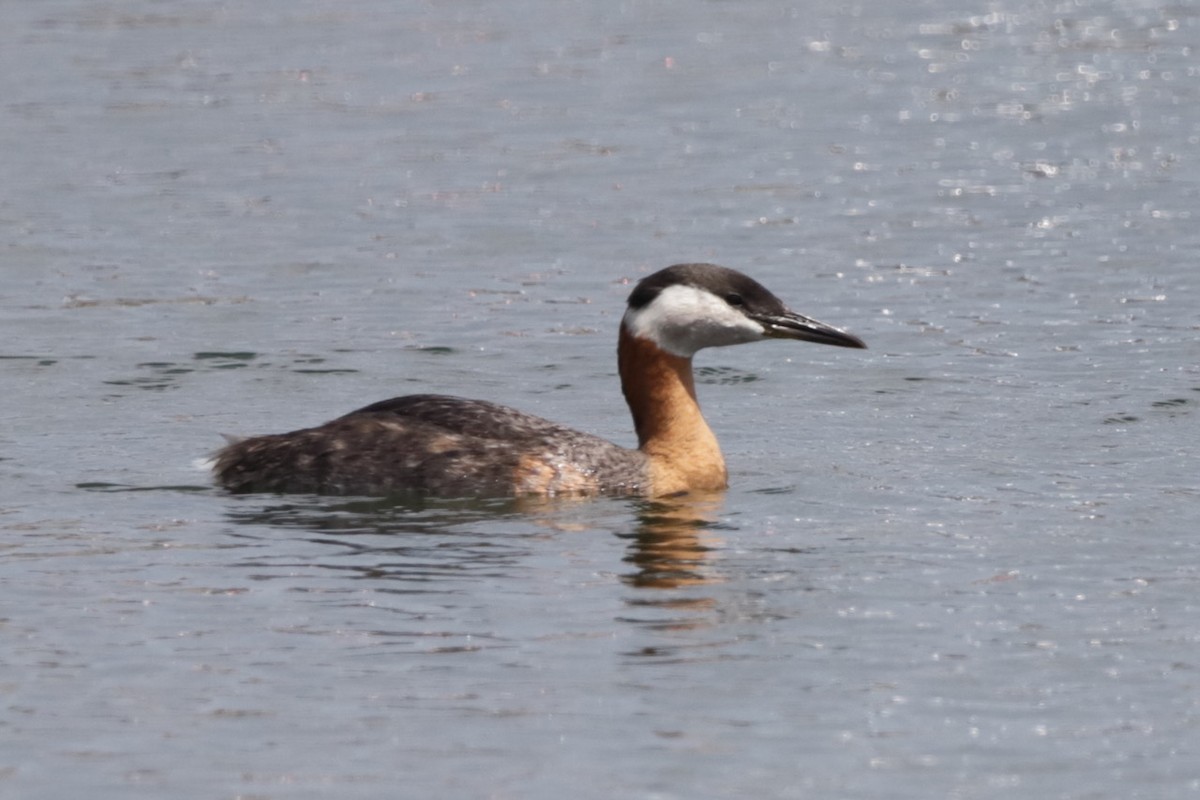 Red-necked Grebe - ML619428833