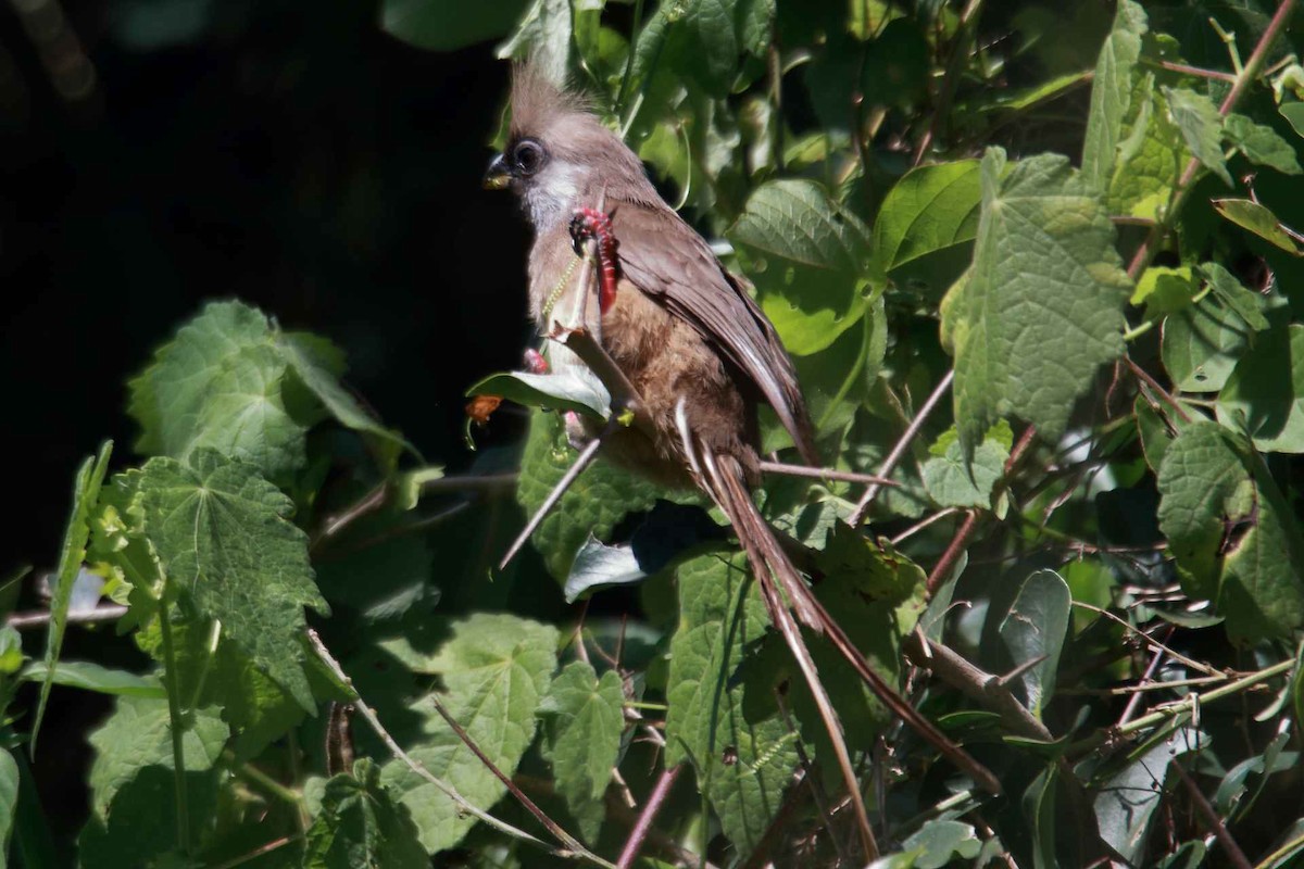 Speckled Mousebird - ML619428839