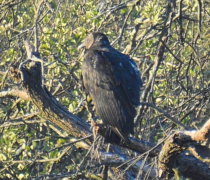 Black Vulture - ML619428851