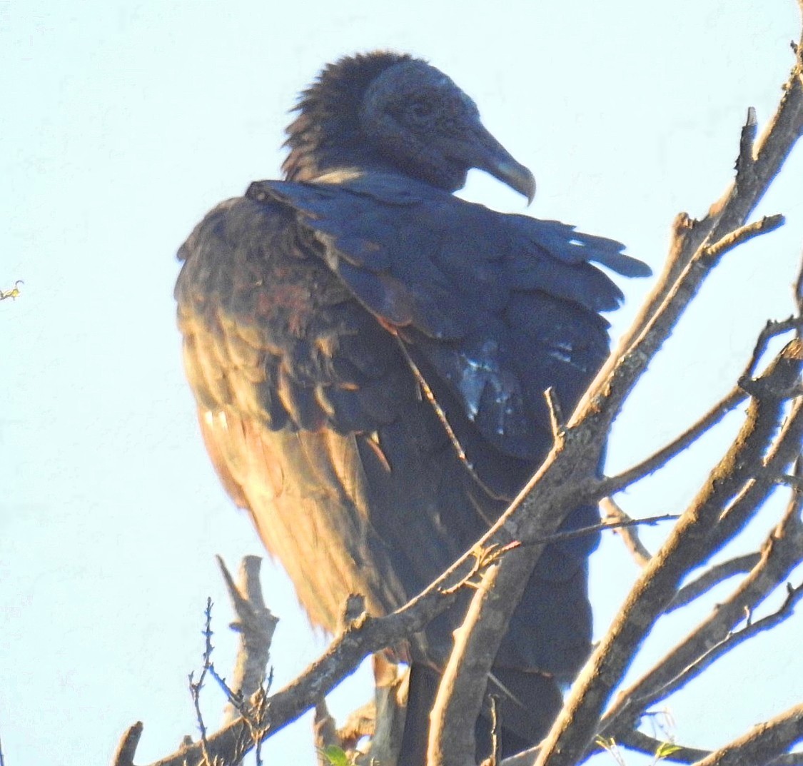 Black Vulture - ML619428852