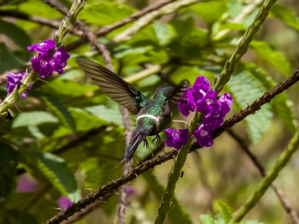 kolibřík trnoocasý - ML619428868