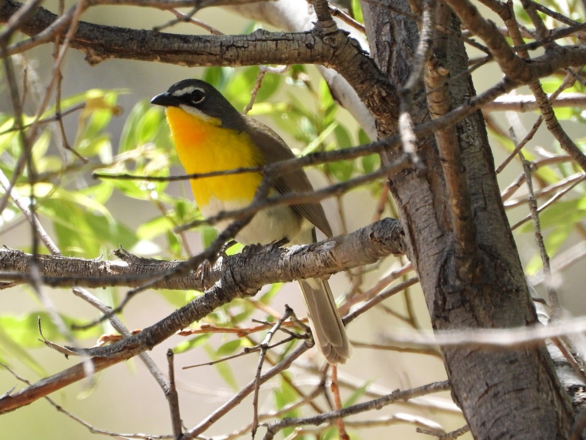 Yellow-breasted Chat - ML619428879
