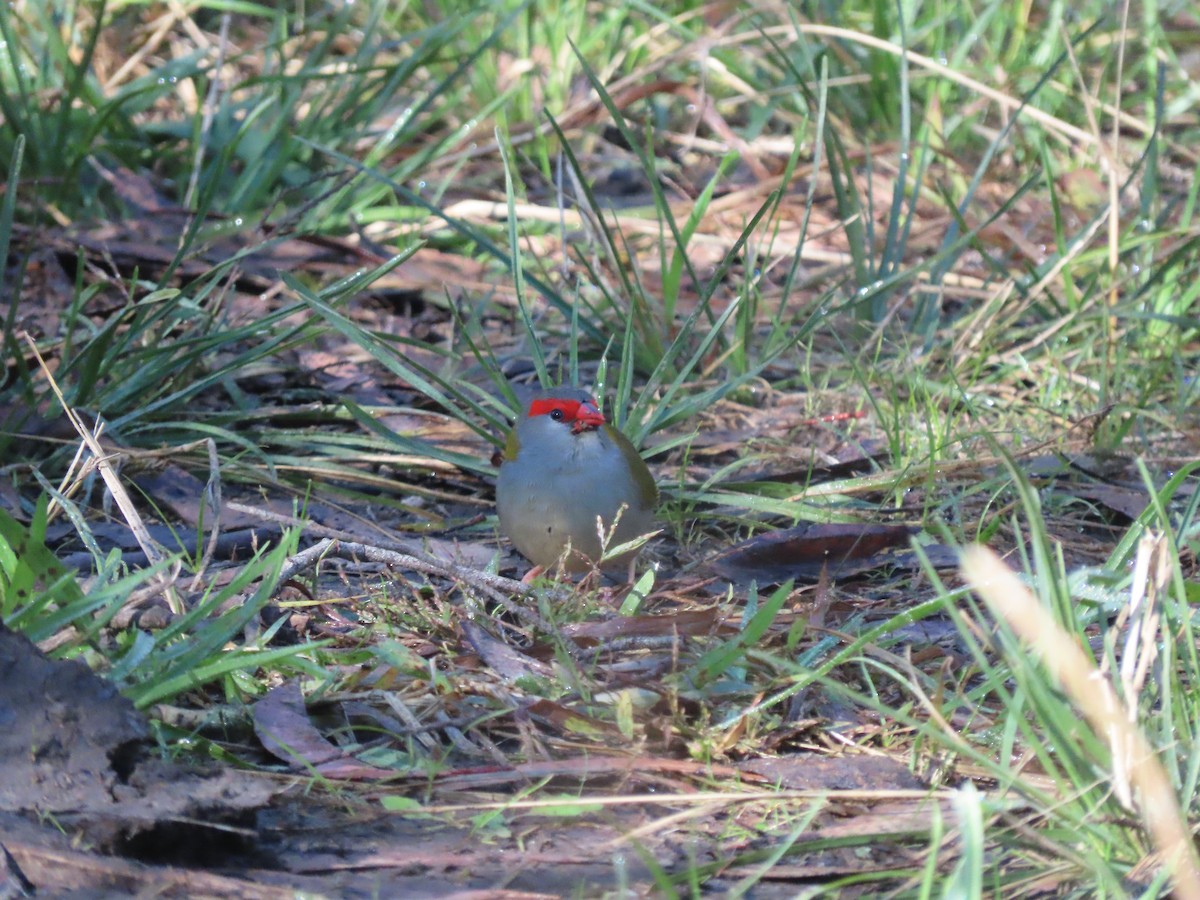 Red-browed Firetail - ML619428887