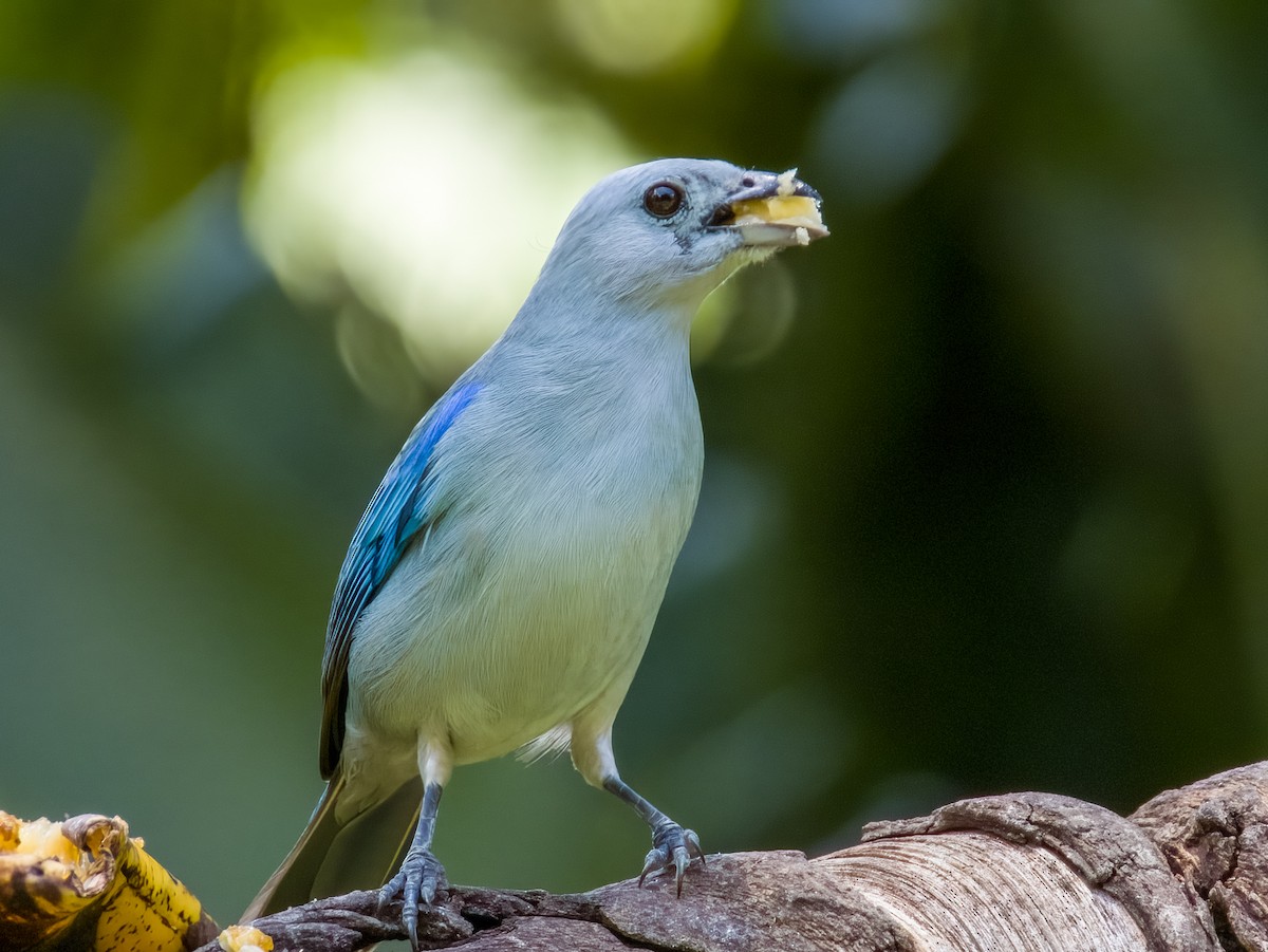 Blue-gray Tanager - ML619428902