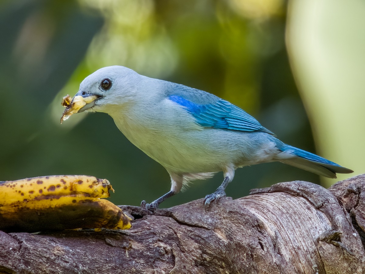 Blue-gray Tanager - ML619428904