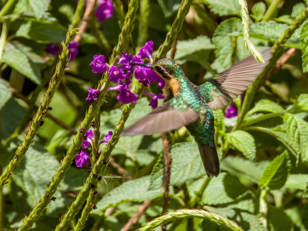 kolibřík fialovohrdlý - ML619428923