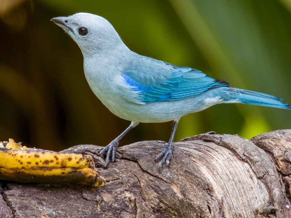 Blue-gray Tanager - ML619428935