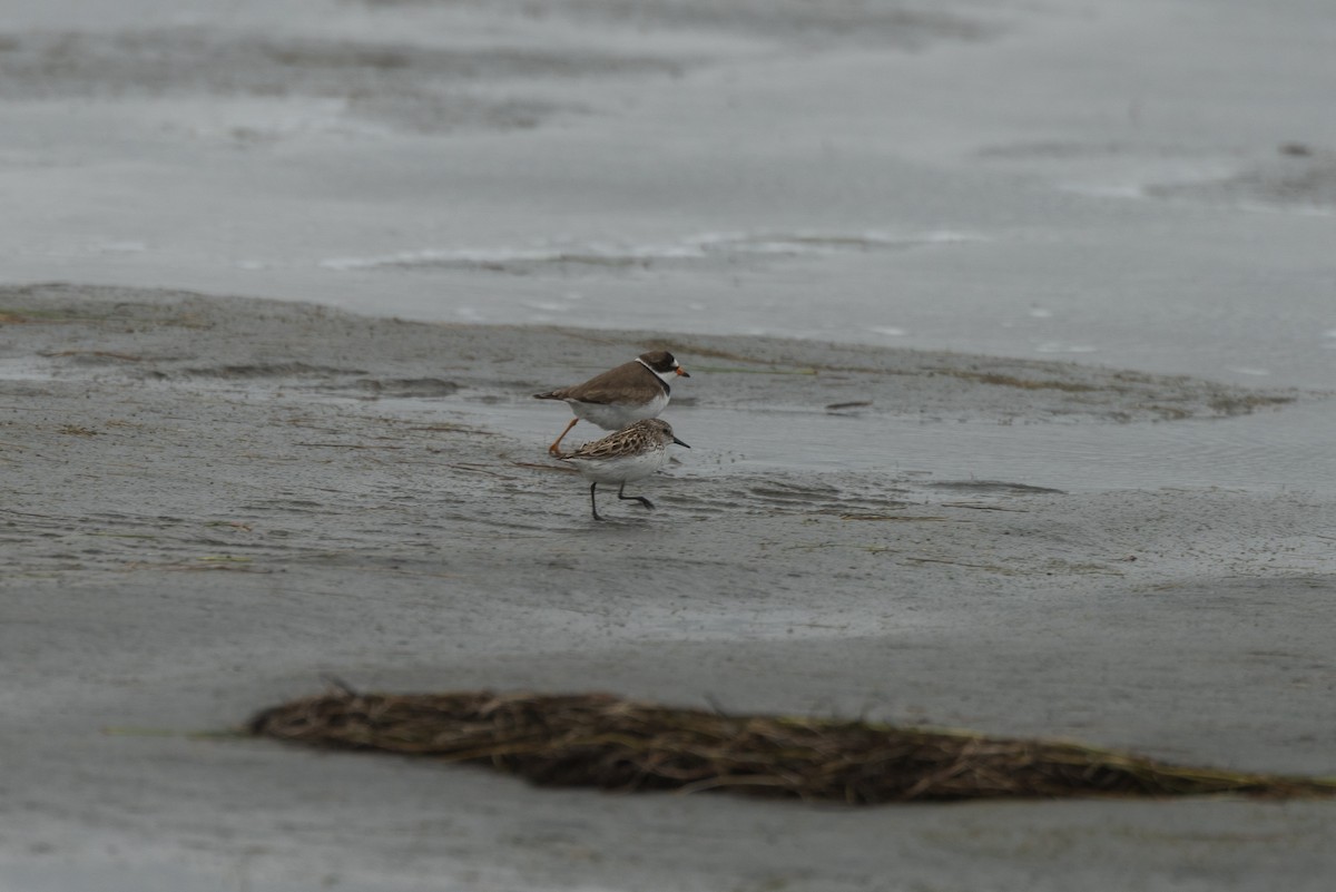 Semipalmated Plover - ML619428948