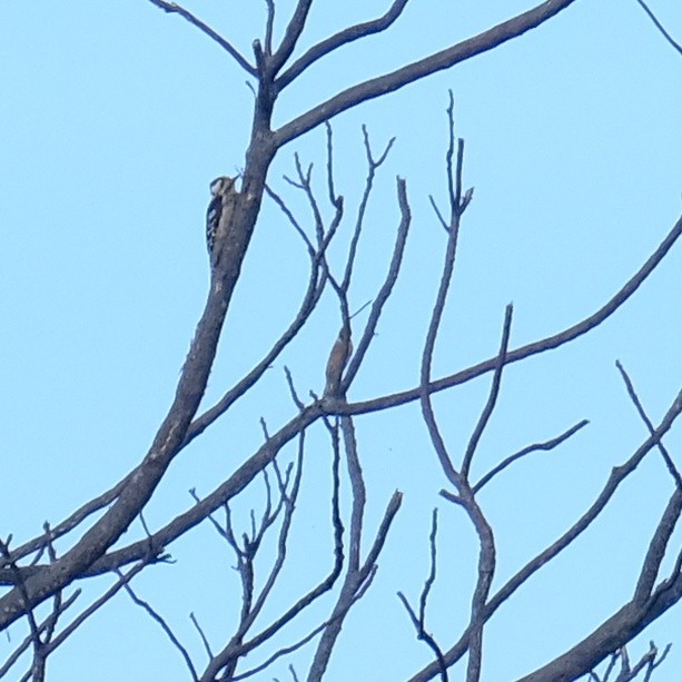 Gray-capped Pygmy Woodpecker - ML619428995