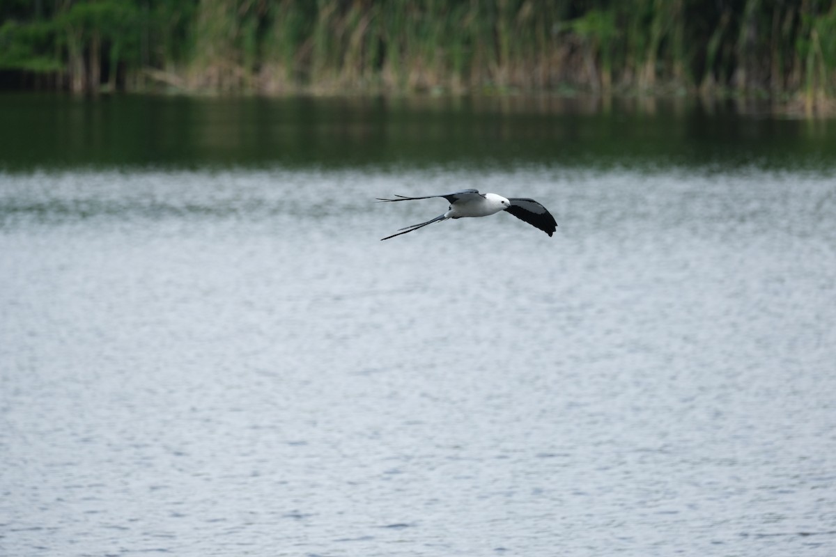 Swallow-tailed Kite - ML619429059