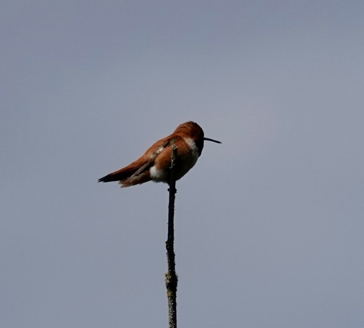 Rufous Hummingbird - ML619429136