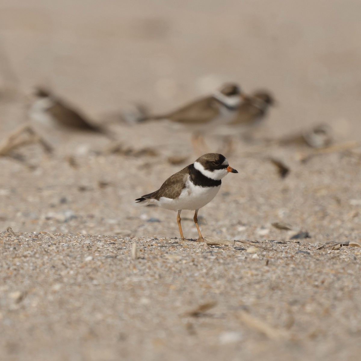 Semipalmated Plover - ML619429173