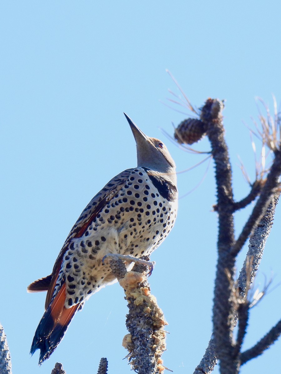 Northern Flicker (Red-shafted) - ML619429244