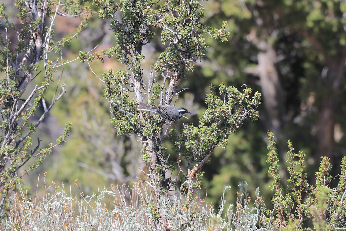 Black-throated Gray Warbler - ML619429294