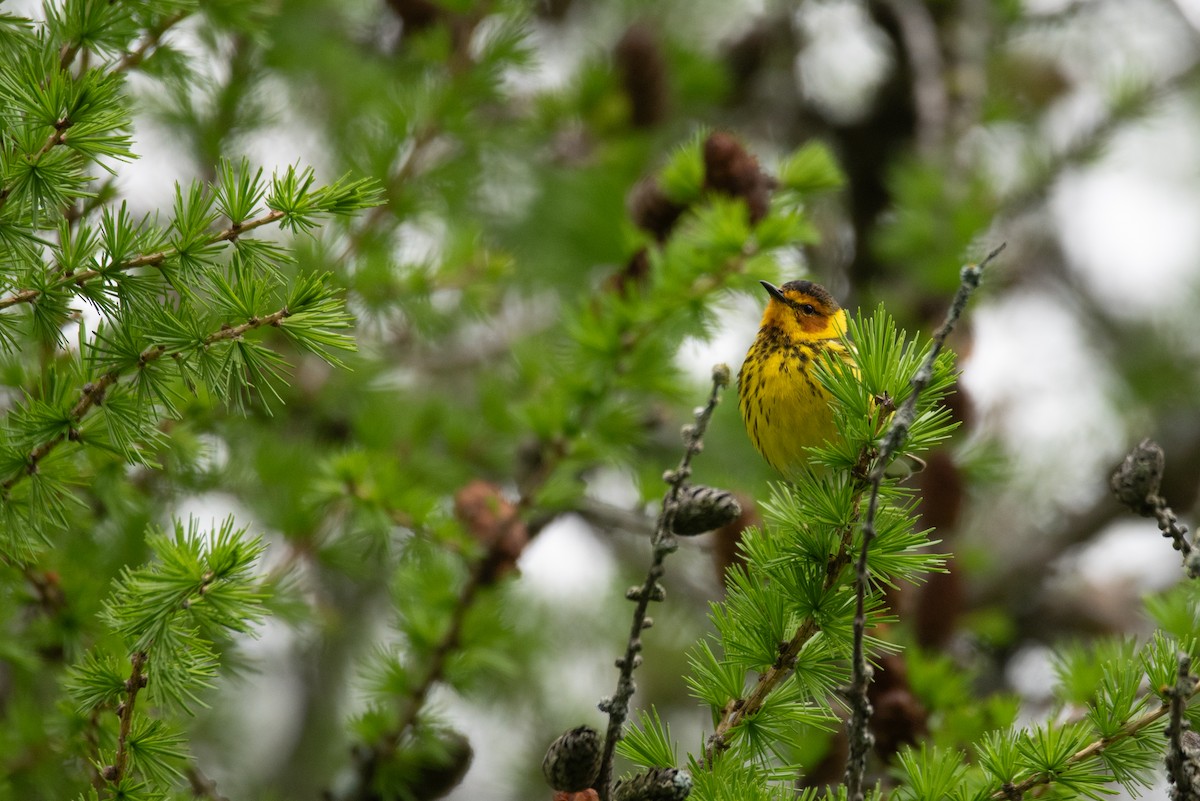 Cape May Warbler - ML619429310
