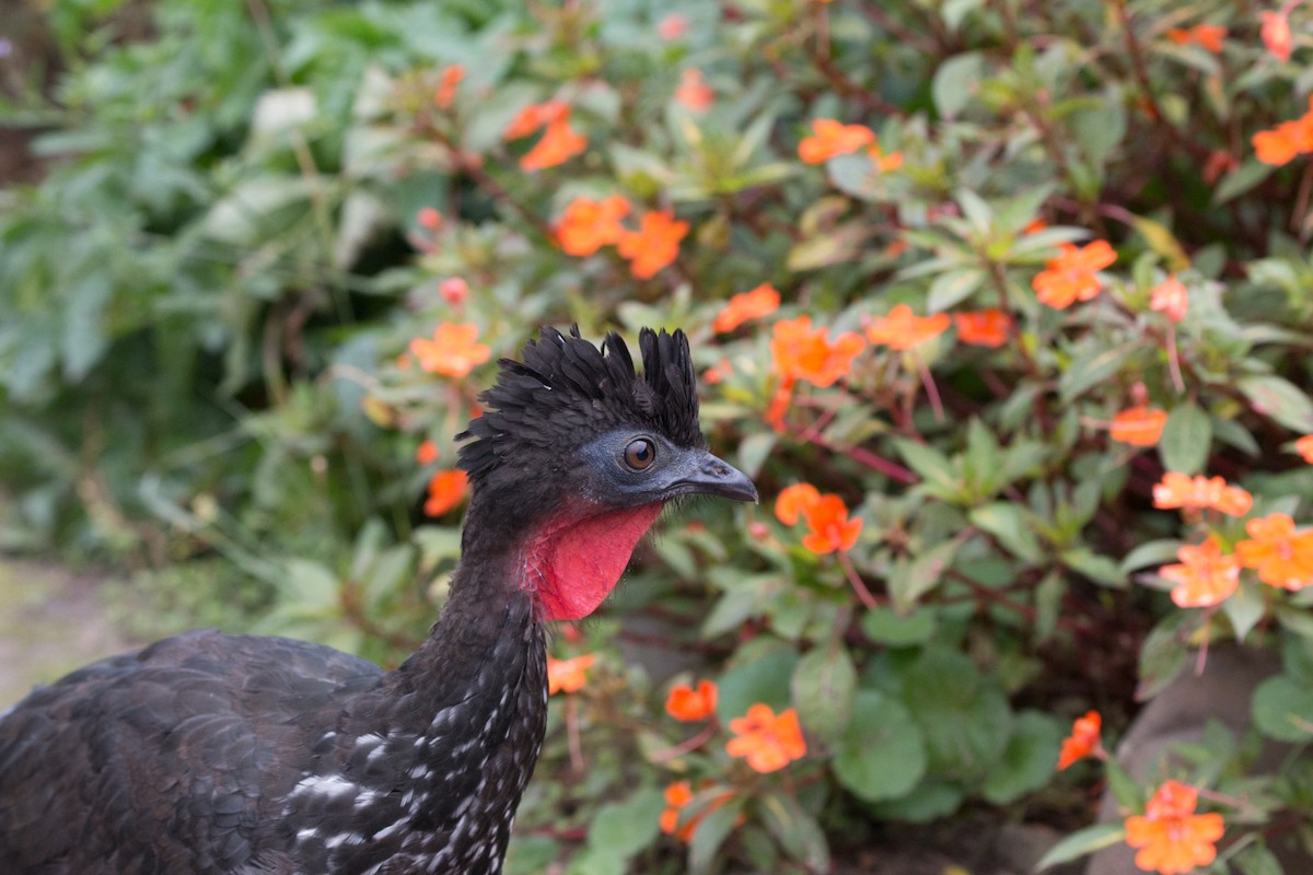 Crested Guan - ML619429313