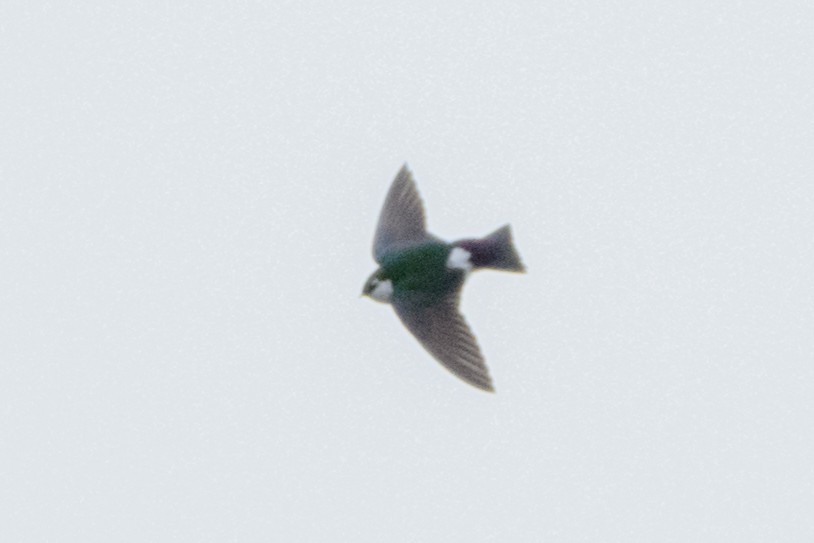 Violet-green Swallow - ML619429328