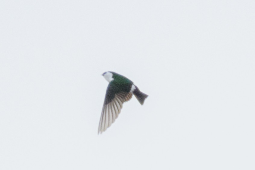 Violet-green Swallow - ML619429329