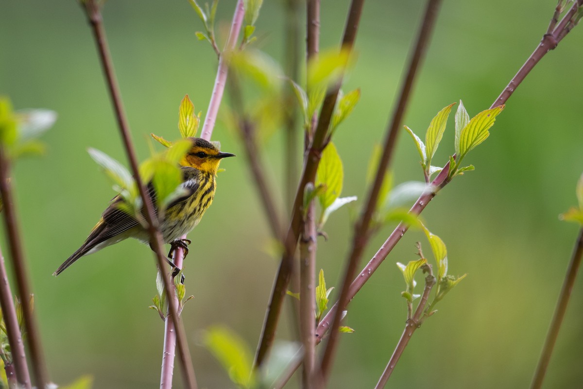 Cape May Warbler - ML619429330