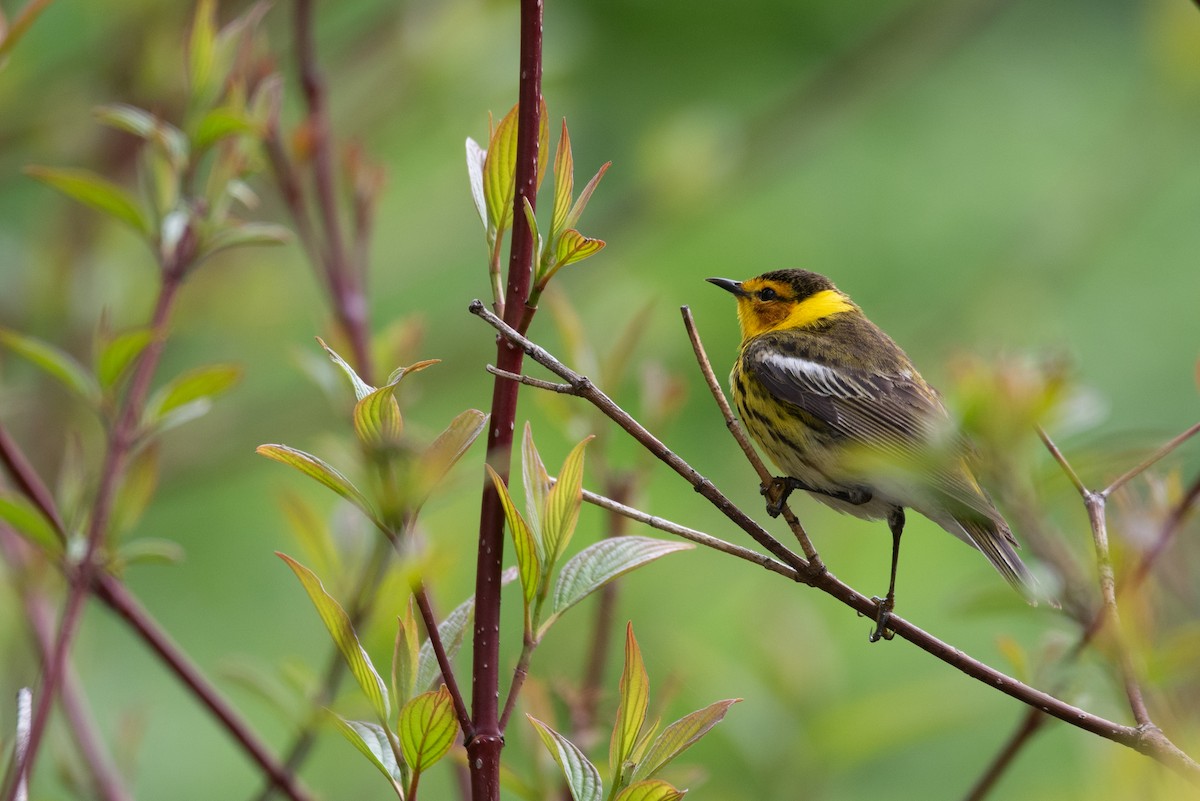 Cape May Warbler - ML619429346