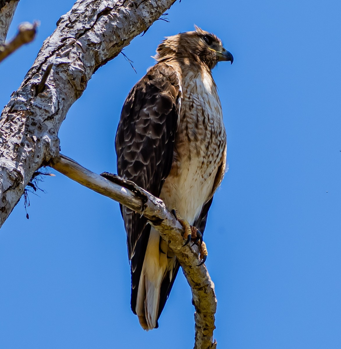 Red-tailed Hawk - ML619429362