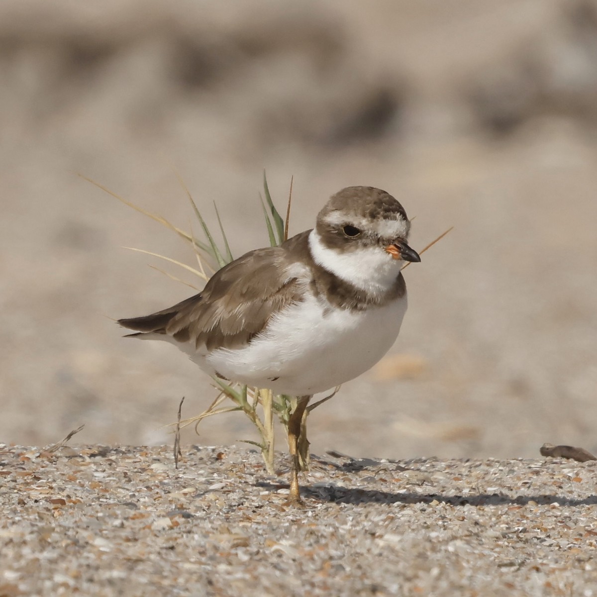 Semipalmated Plover - ML619429390