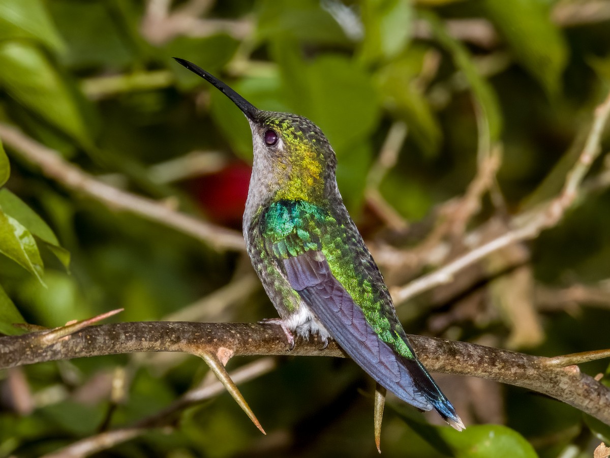 kolibřík vidloocasý - ML619429452