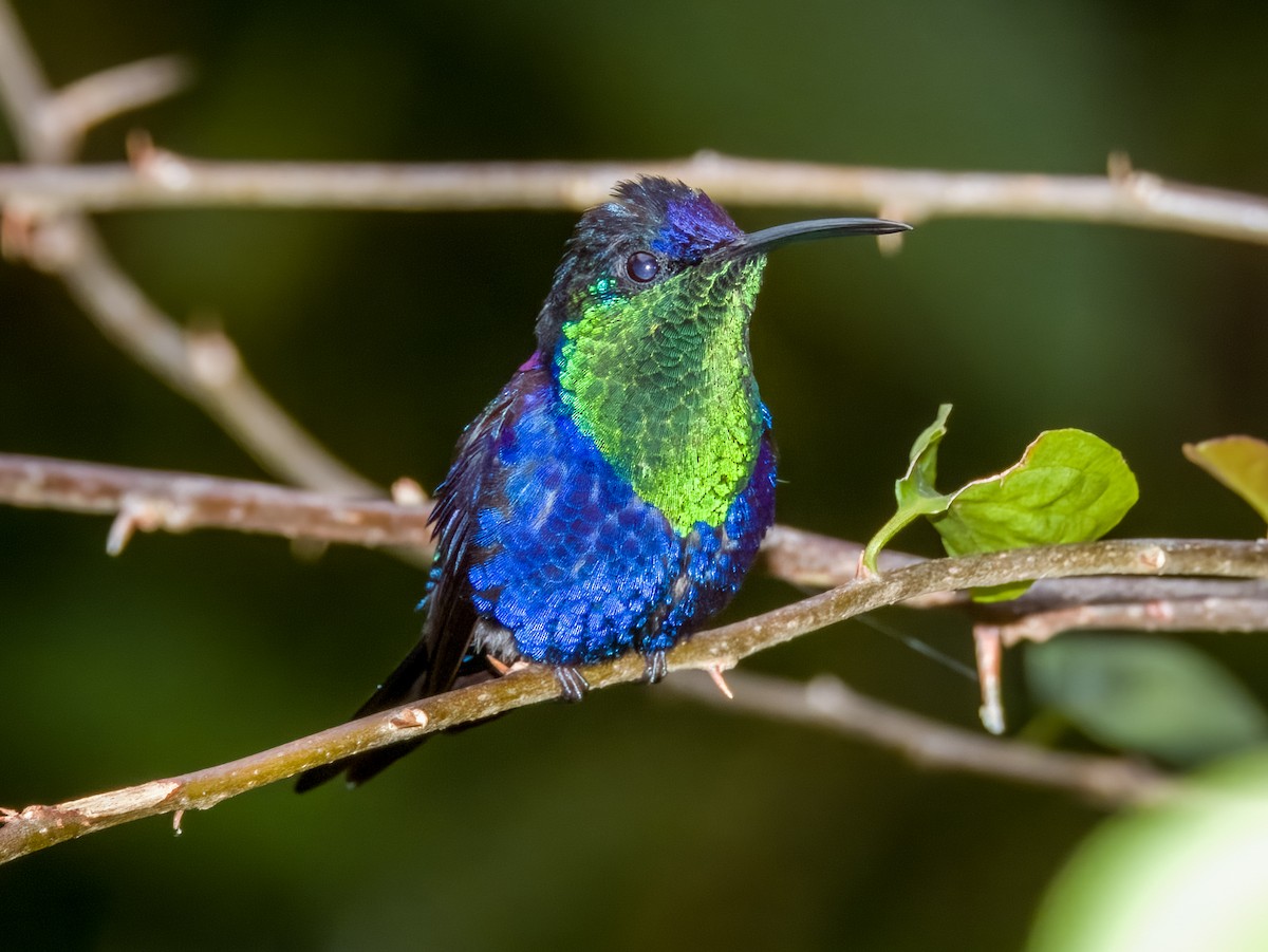 kolibřík vidloocasý - ML619429490