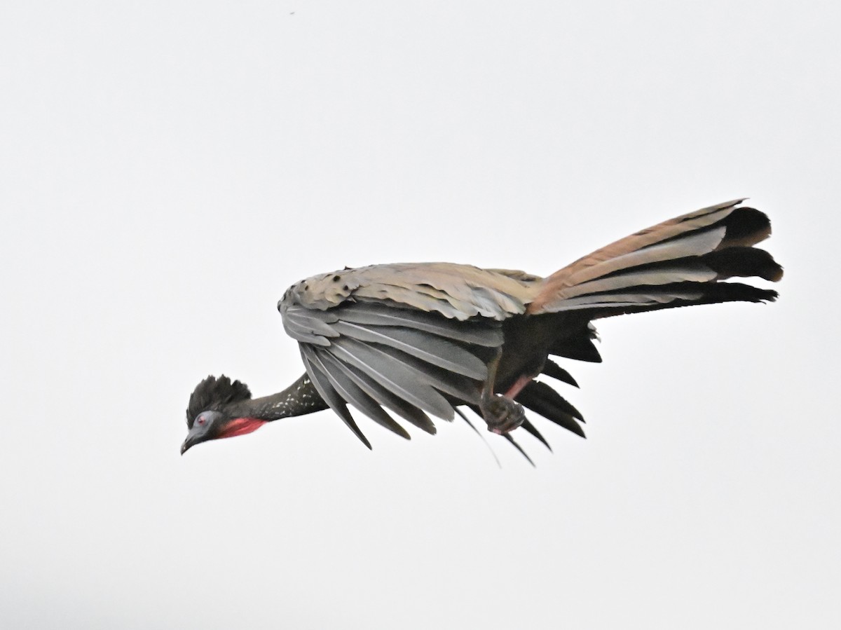 Crested Guan - ML619429491