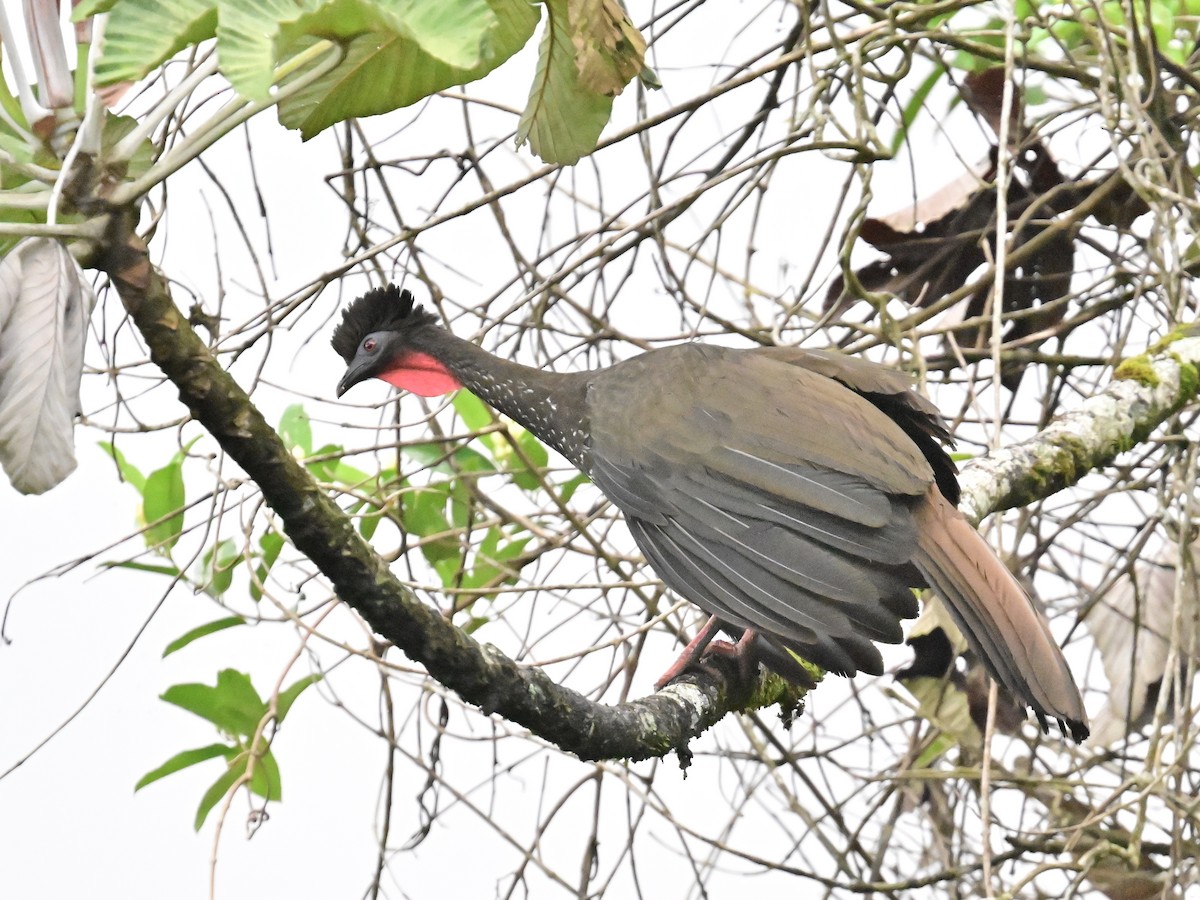 Crested Guan - ML619429495