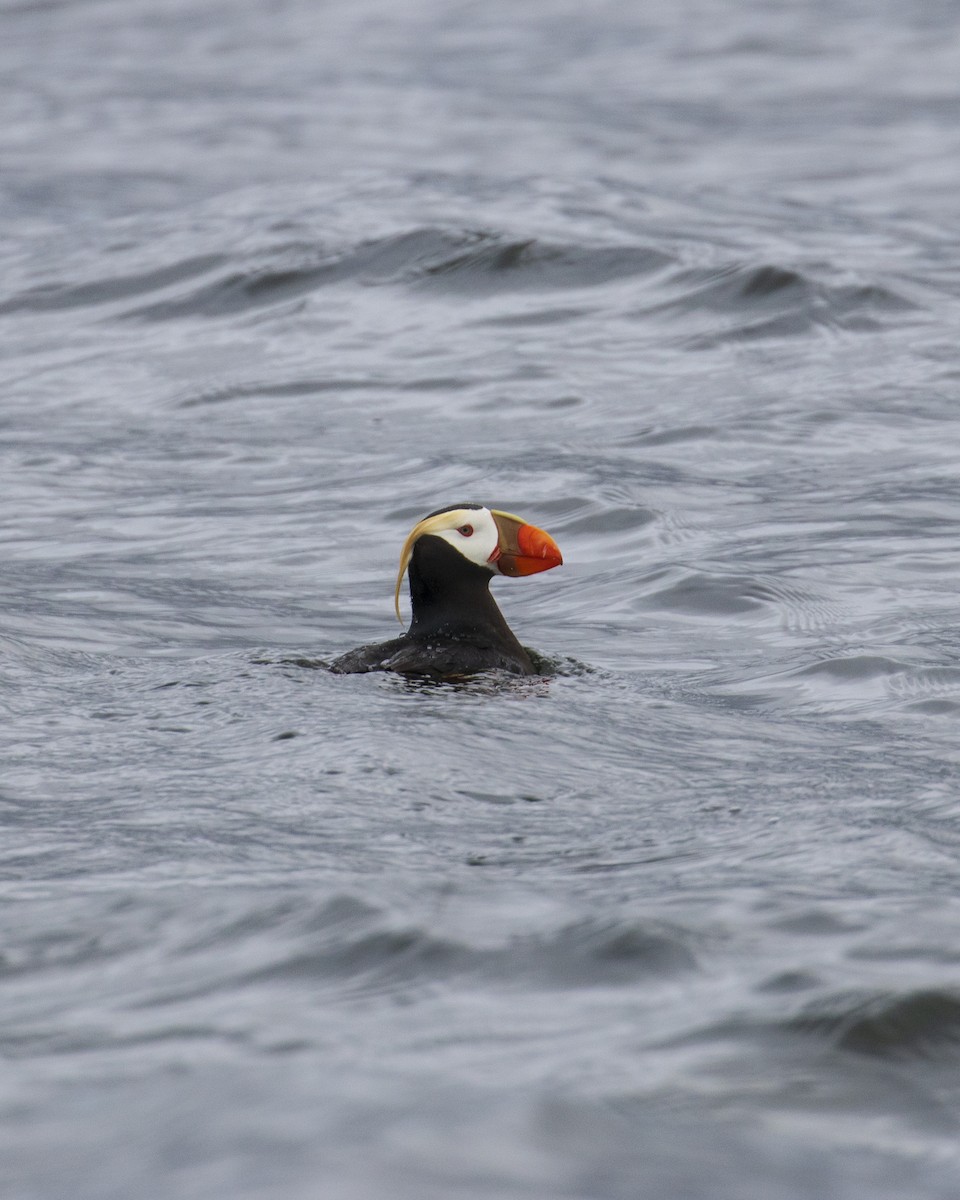 Tufted Puffin - ML619429534