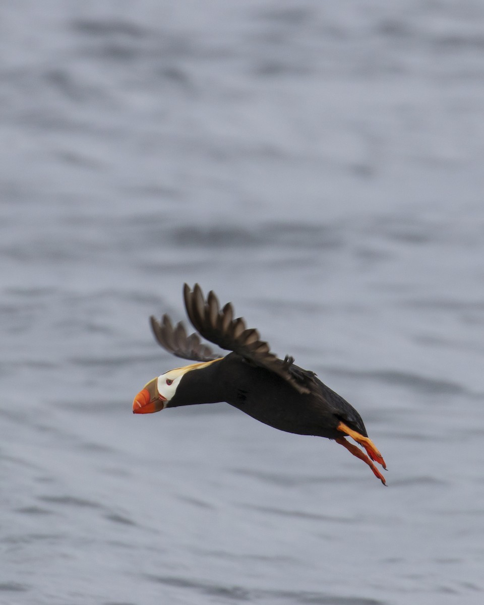 Tufted Puffin - ML619429535