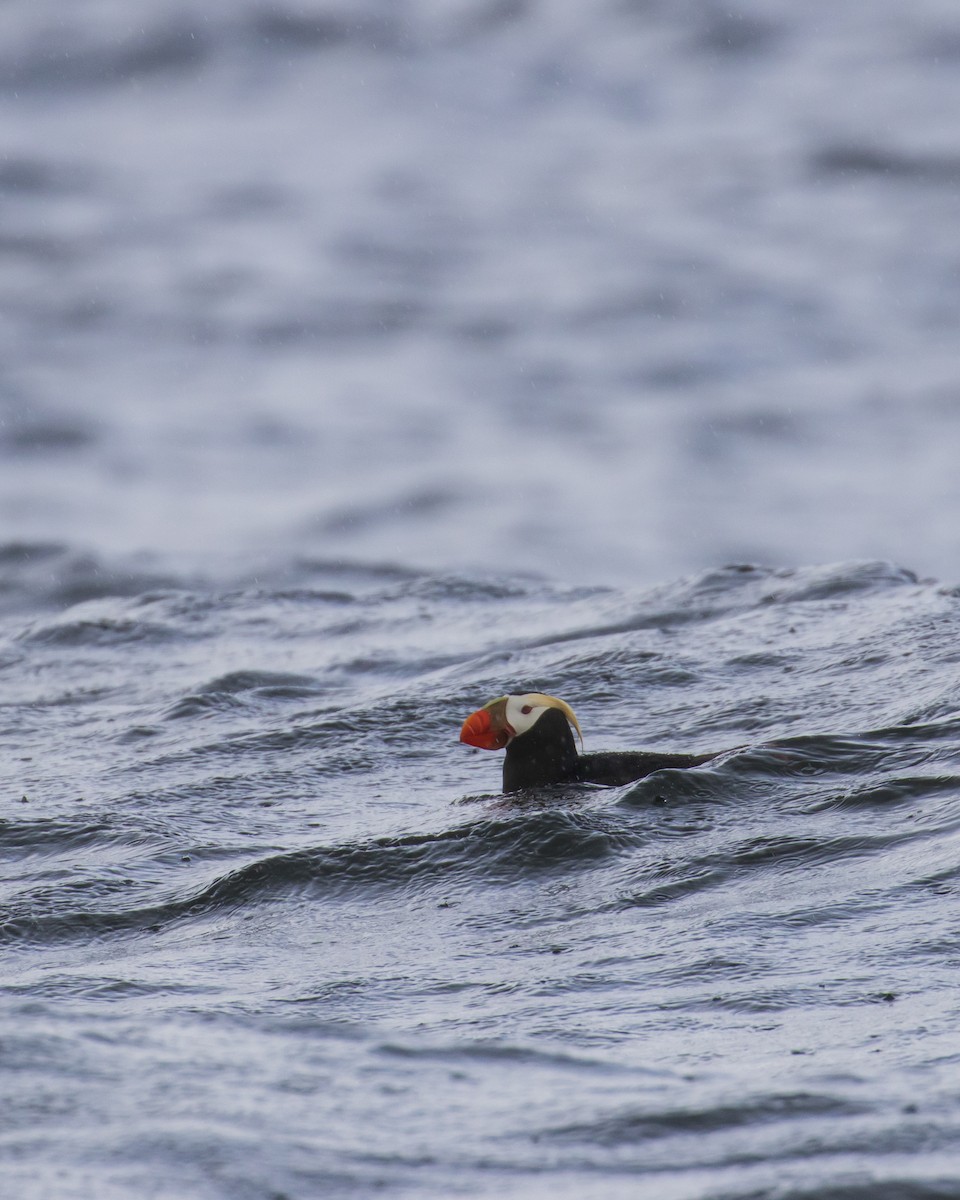 Tufted Puffin - ML619429536