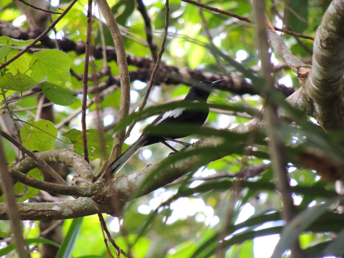 Oriental Magpie-Robin (Black) - ML619429547