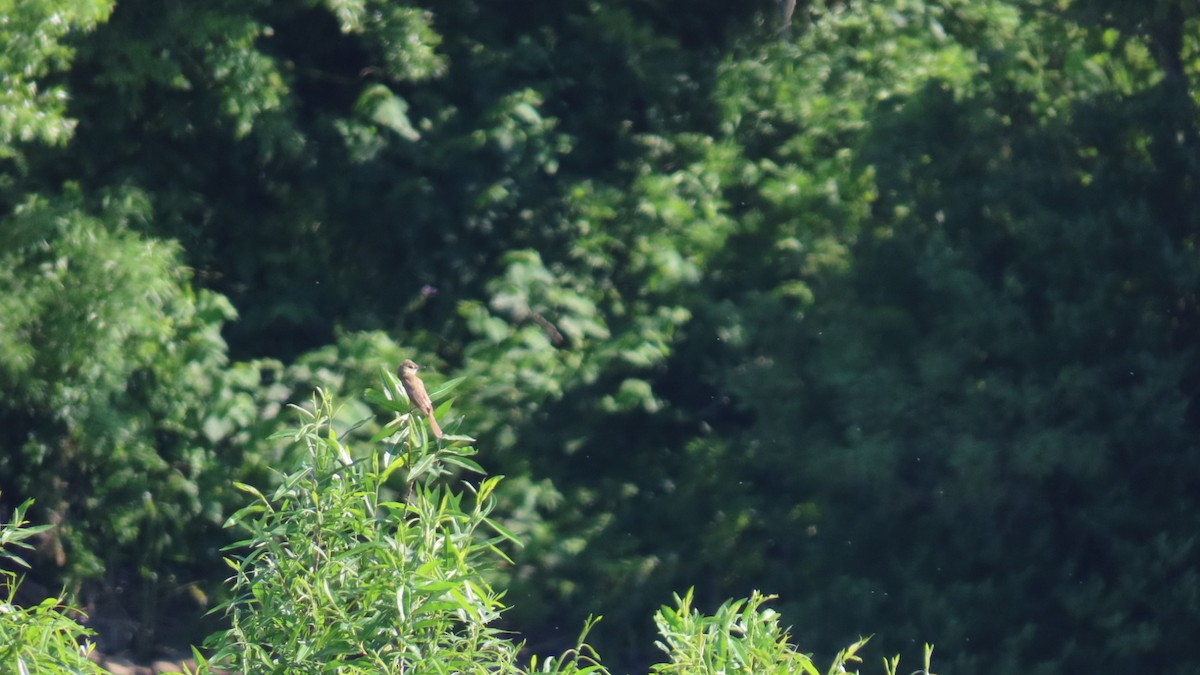 Oriental Reed Warbler - ML619429567