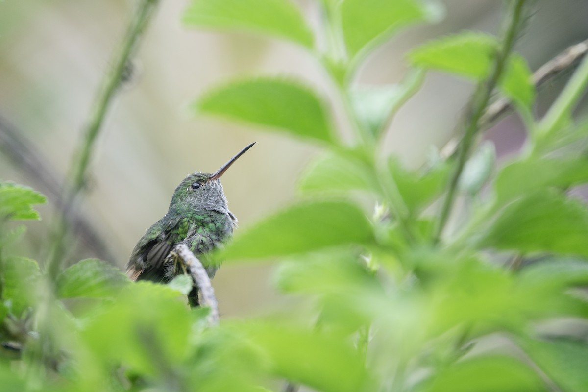 Rufous-tailed Hummingbird - ML619429572