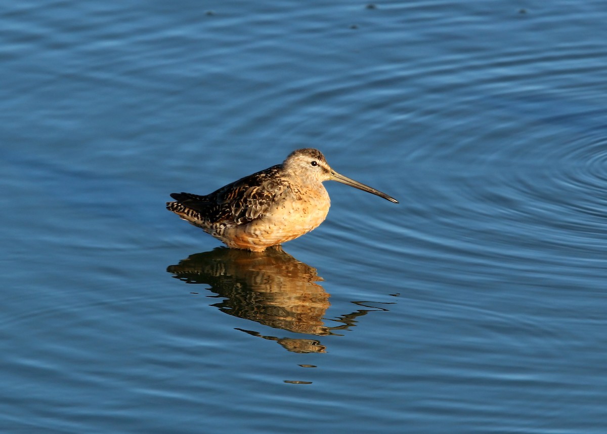 Long-billed Dowitcher - ML619429591