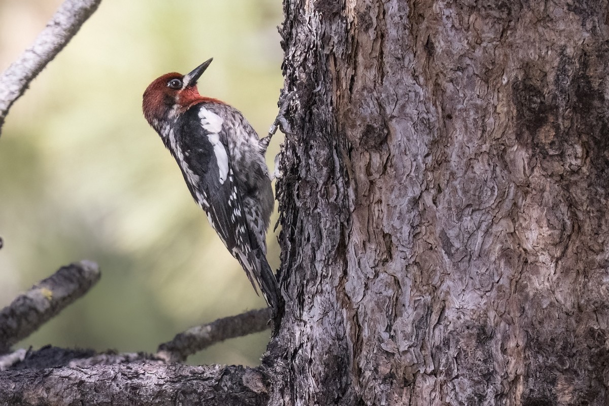 Red-naped x Red-breasted Sapsucker (hybrid) - ML619429613