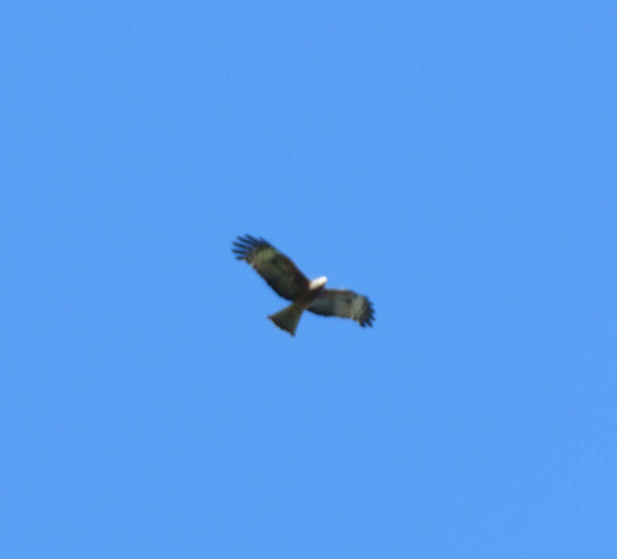 Square-tailed Kite - ML619429623