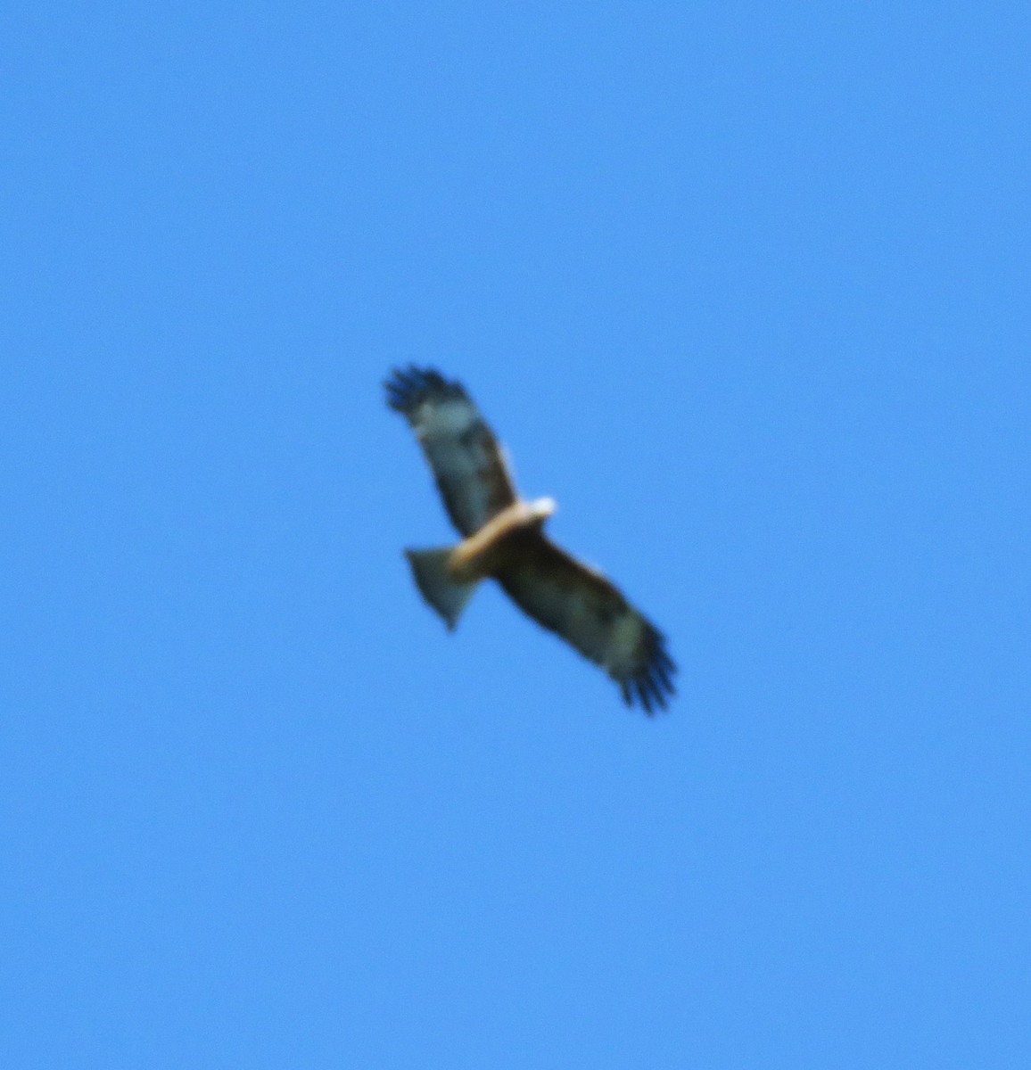 Square-tailed Kite - ML619429633