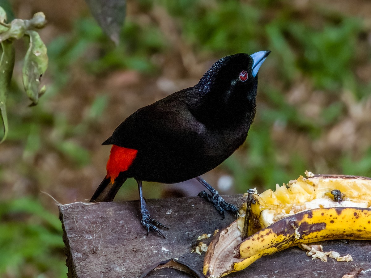 Scarlet-rumped Tanager (Passerini's) - ML619429643